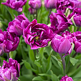 Тюльпан махровий Double Negrita 12+, фото 3