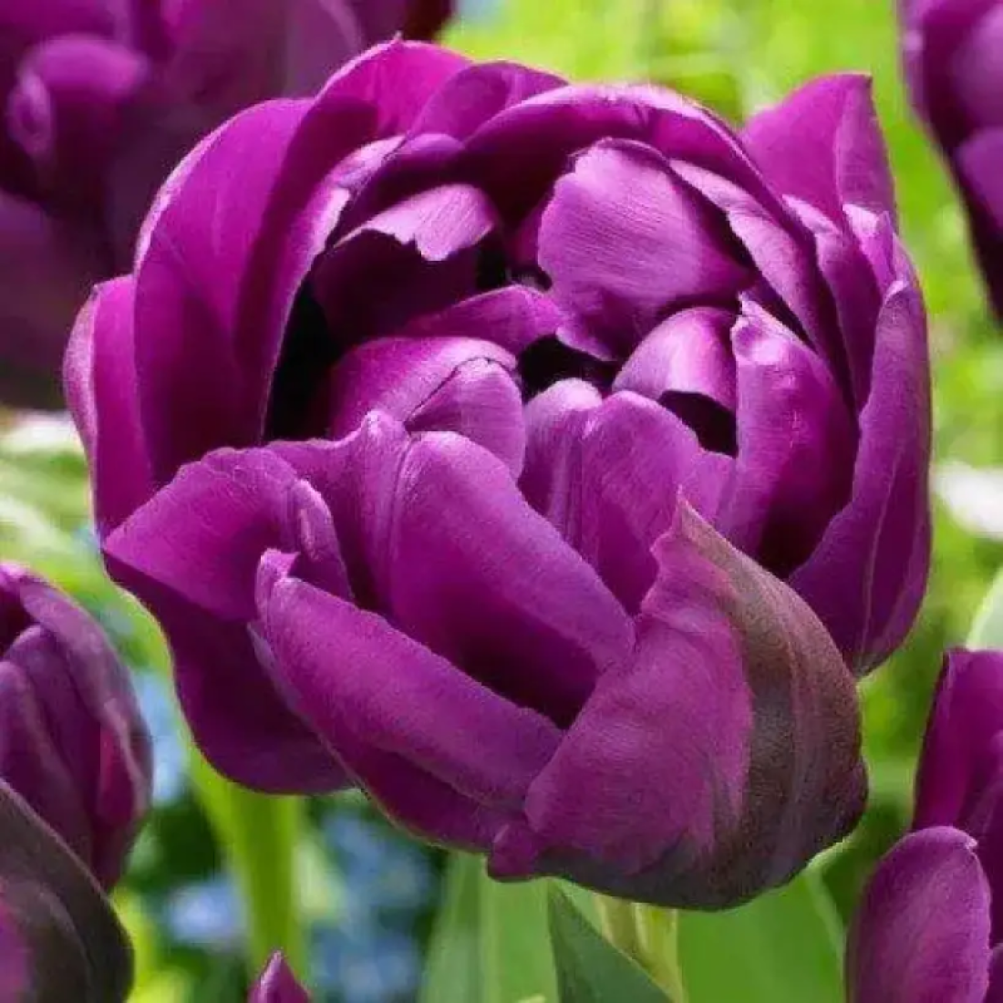 Тюльпан махровий Double Negrita 12+, фото 1