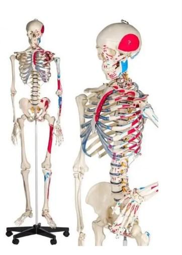 ПВХ скелет людини 181 см кольоровий, фото 1