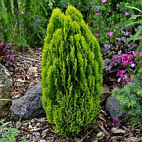 Саджанці Туї складчастої Элегантиссима (Thuja plicata Elegantissima)