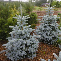 Саженцы Ель голубой Глаука Мисти Блю (Picea pungens Glauca Misty Blue)