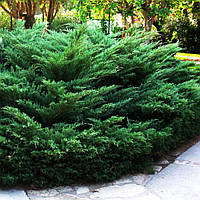 Саджанці Ялівця козацького Блю Дануб (Juniperus sabina Blue Danube)