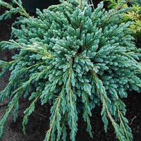 Саженцы Можжевельника Чешуйчатого Блю Спайдер (Juniperus squamata Blue Spider)