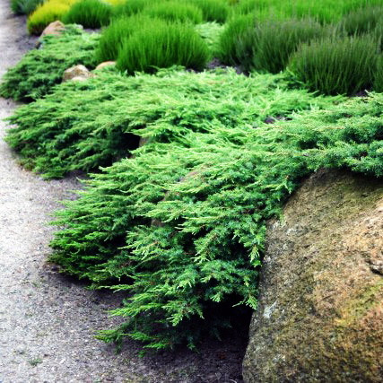 Саджанці ялівця козацького Аркадія (Juniperus sabina Arcadia) - фото 1 - id-p1370148404