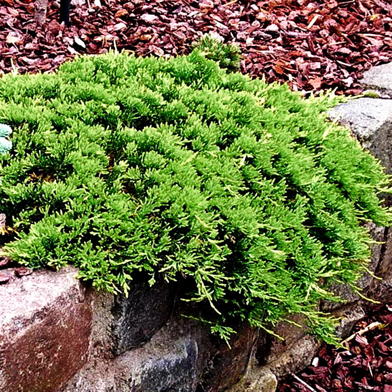 Саджанці ялівця козацького Аркадія (Juniperus sabina Arcadia) - фото 2 - id-p1370148404