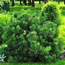 Сосни гірської Мугус (Pinus mugo Mughus) - фото 2 - id-p1370148410