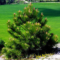 Саджанці Сосни Палласа, або кримська (Pinus pallasiana)