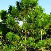 Саджанці Сосни жовтої, або орегоонская, або важка (Pinus ponderosa)