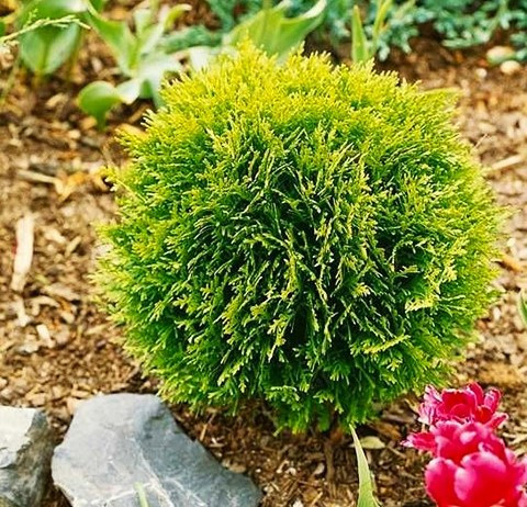 Саджанці Туї західної Вагнери (Thuja occidentalis Wagneri)