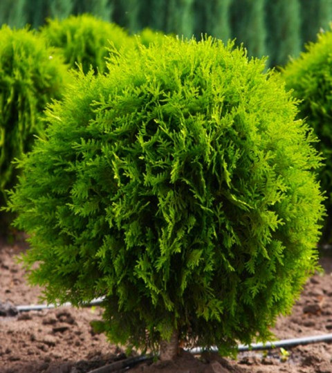 Саджанці Туї західної Вагнери (Thuja occidentalis Wagneri) - фото 2 - id-p1370148446