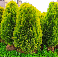 Саженцы Туи западной Голден Брабант (Thuja occidentalis Golden Brabant)