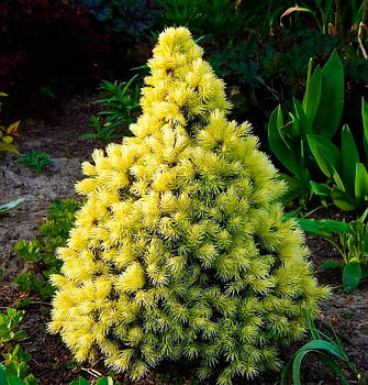 Саджанці Ялини канадської Дейзі Уайт (Picea glauca Daisy's White)