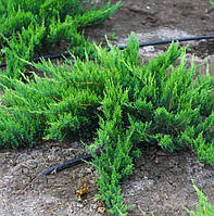 Саджанці Ялівця козацького Тамарисцифолия (Juniperus sabina Tamariscifolia)