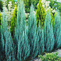 Саженцы Можжевельника скального Блю Арроу (Juniperus scopulorum Blue Arrow)