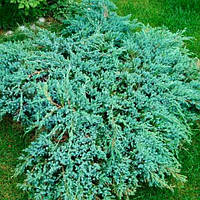 Саженцы Можжевельника чешуйчатого Блю Карпет (Juniperus squamata Blue Carpet)