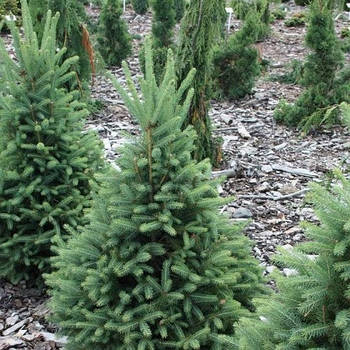 Саджанці ялина колюча сиза. канадська, біла (Picea canadensis, glauca, alba)