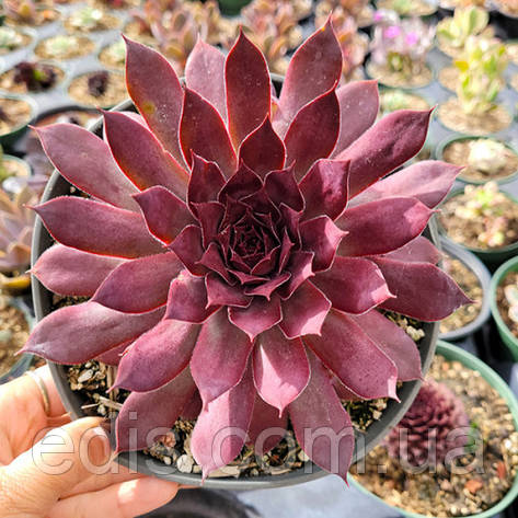 Молодило Chocolate Kiss (Чоклет Кісс), фото 1