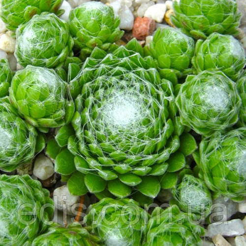 Молодило Weisse Hochzeit