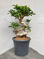 Бонсай Фикус Гинсенг Микрокарпа Ficus Microcarpa Ginseng, 23х55 см. (9434)