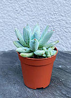 Ехеверия Хукера/Хукери (Echeveria Hookeri) D5 см. (571)