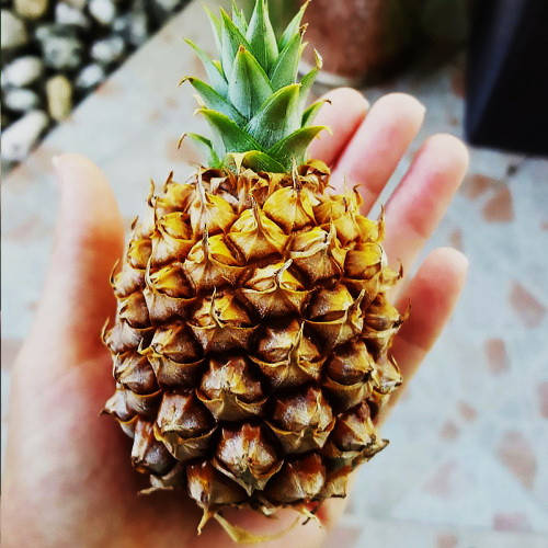 Саженцы Ананаса Кайена (Ananas Сayenne) (ID#1579043036), цена: 190 ...