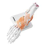 Анатомічна модель PHY-FM-1 Гомілковостопний суглоб зі зв'язками Будова стопи Навчальний посібник, фото 2