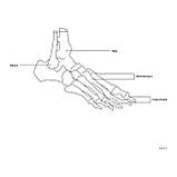 Анатомічна модель PHY-FM-1 Гомілковостопний суглоб зі зв'язками Будова стопи Навчальний посібник, фото 5
