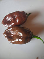 4 шт Острый перец Хабанеро шоколадный (Chocolate Habanero Pepper) 5 штук. Семена самых острых перцев в мире