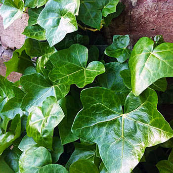 Саджанці Плюща звичайного (Hedera helix)