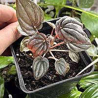 Пеперомія Абрикос, Peperomia Apricot