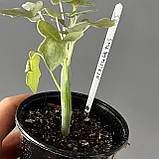 Сенеціо Артикулатус, Senecio articulatus, фото 2