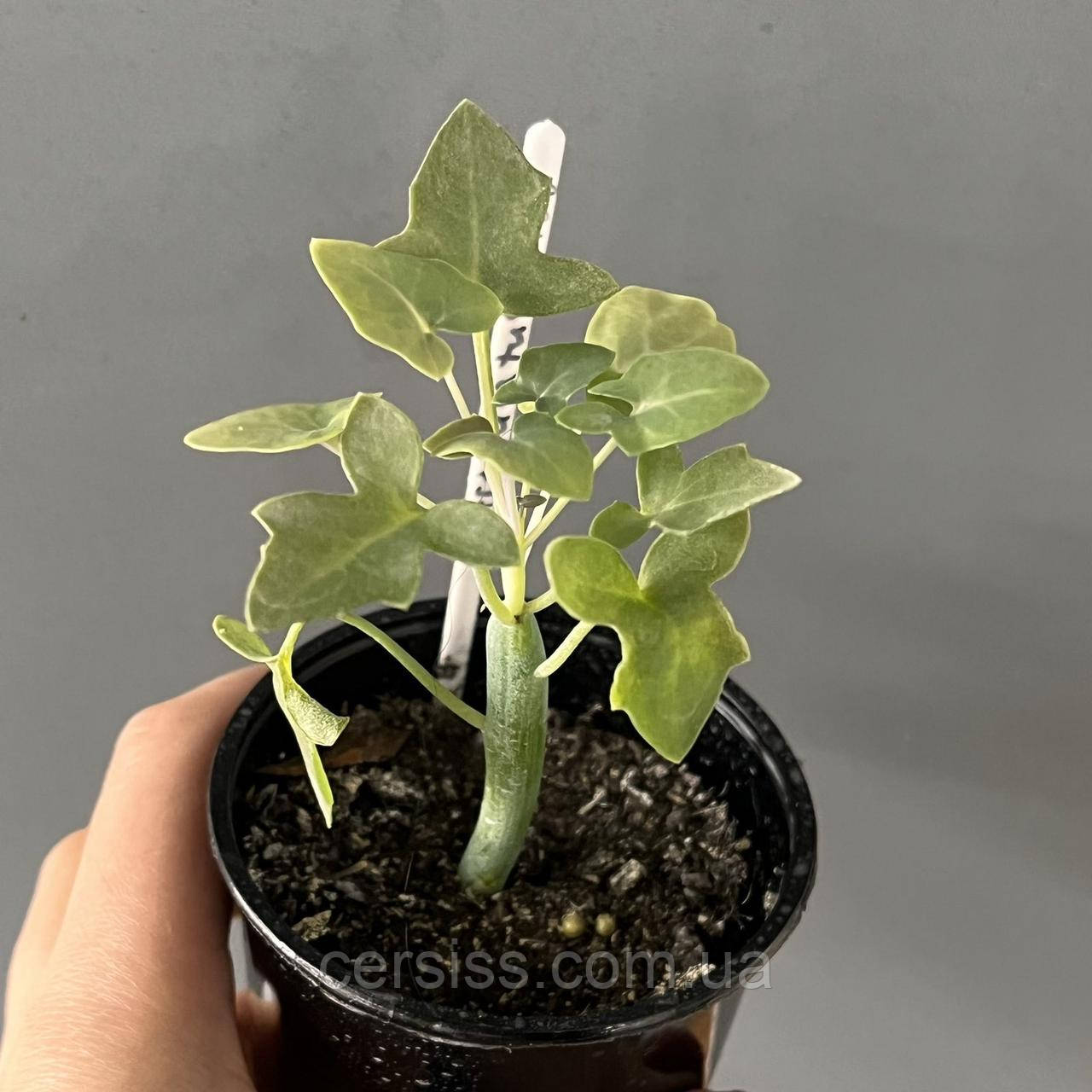 Сенеціо Артикулатус, Senecio articulatus