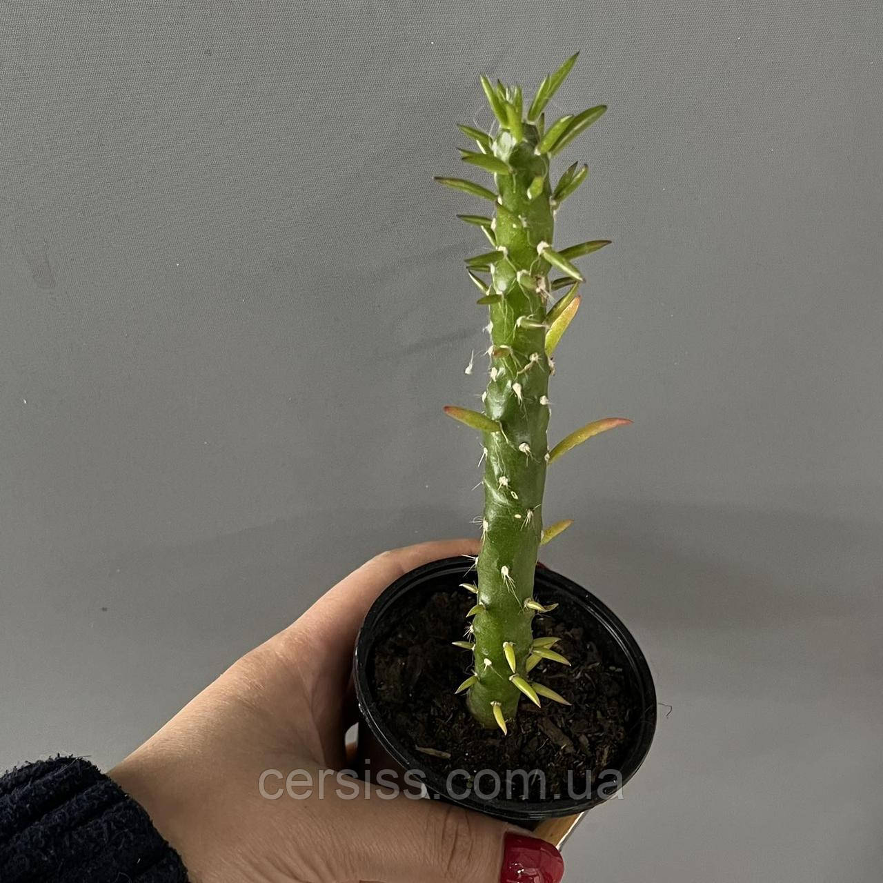 Аустроциліндропунція шиловидна, Austrocylindropuntia subulata