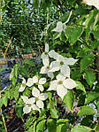 Cornus kousa, Дерен Коуса, 130 см, фото 4