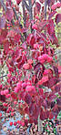 Cornus kousa, Дерен Коуса, 130 см, фото 11