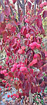 Cornus kousa, Дерен Коуса, 130 см, фото 10