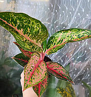 Аглаонема Парадіз ред (Aglaonema Paradise red, Райська червона)