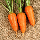 Насіння Морква Манго 10 г., СМ, фото 2