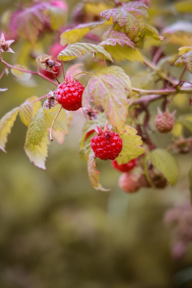 Як садити малину восени