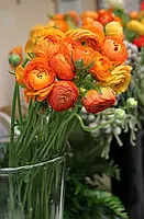 Ранункулюс персиковий