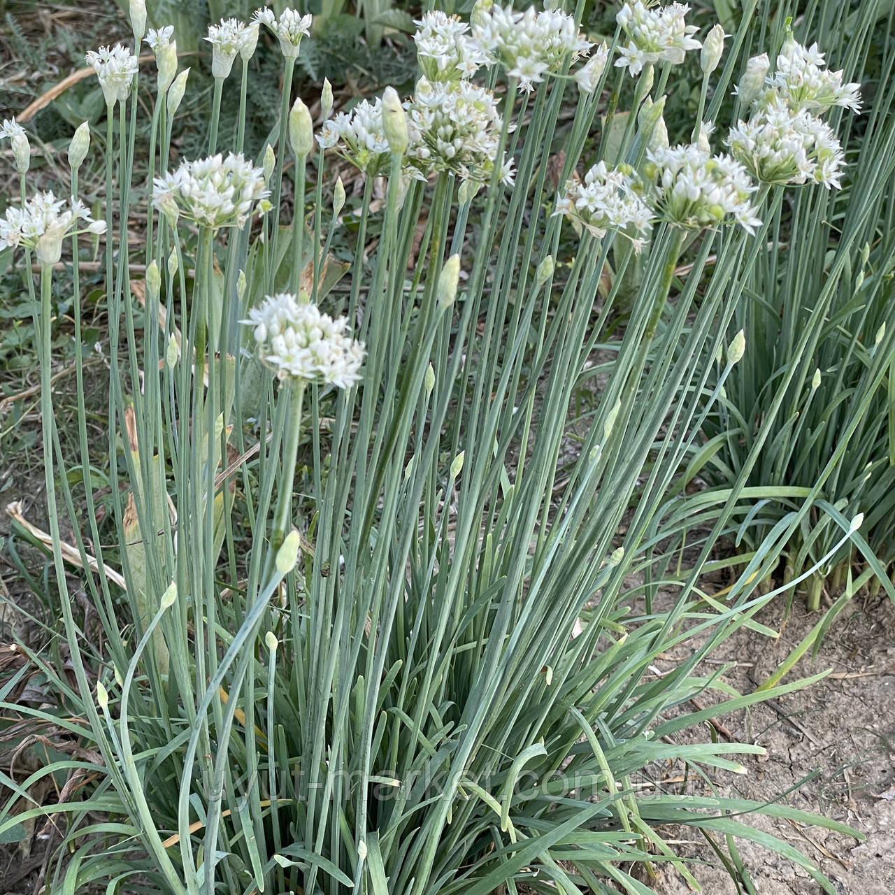 Многолетний декоративный чесночный лук Джусай, саженцы: продажа, цена в ...