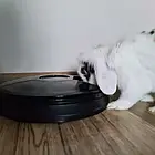 Автоматична годівниця для собак, кішок Purlov 20759, фото 3