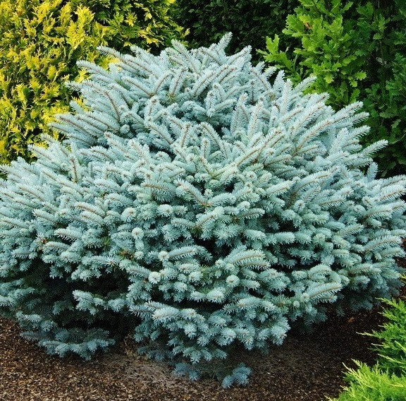 Саджанці Ялини колючої Глаука Нана (Picea glauca Nana) 3-річні