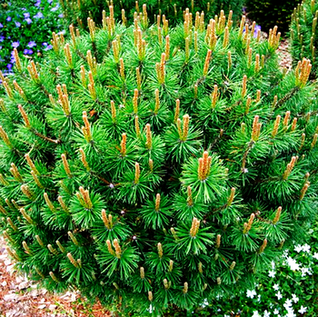 Саджанці сосни