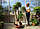 Нолина Бокарня відігнута вис. 180-200 см., слонова нога, "пляшкове дерево", фото 3