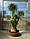 Нолина Бокарня відігнута вис. 180-200 см., слонова нога, "пляшкове дерево", фото 7