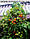 Устройство для выращивания помидоров Upside Down Tomato Planter, фото 3