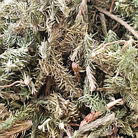 100 г баранец-плаун трава сушеная (Свежий урожай) лат. Hupérzia selágo
