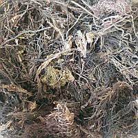 100 г цистозейра бородатая/ Цистозира водоросль (Свежий урожай) лат. Cystoseira barbata