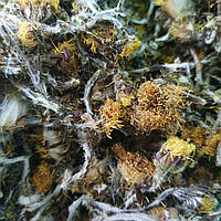 100 г мать-и-мачеха цвет (Свежий урожай) лат. Tussilаgo fаrfara